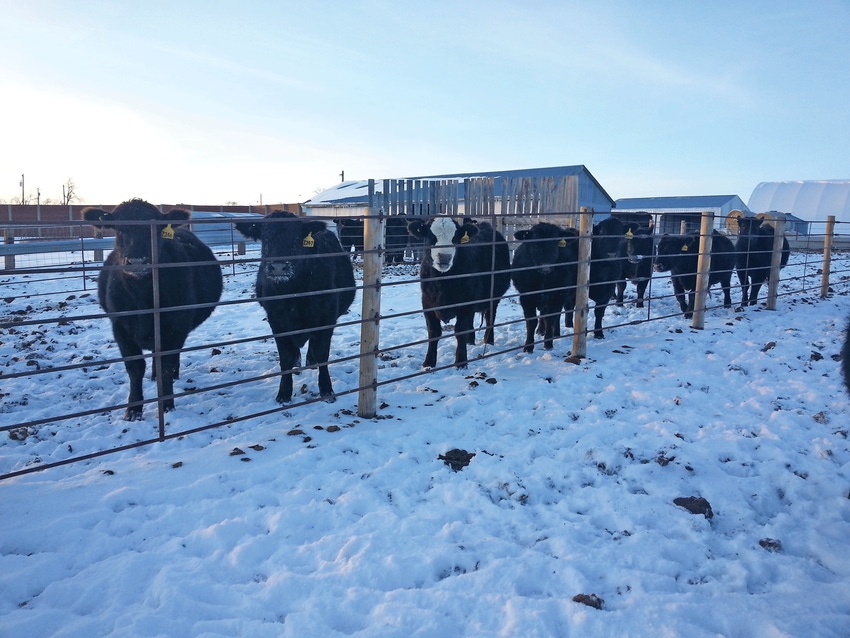 Getting cow nutrition right from the start Getting cow nutrition right from the start