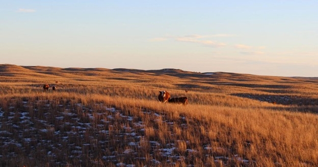 Protecting your pastures while winter grazing