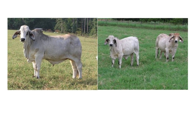 brahman steer monte rouquette Texas A & M.jpg.png