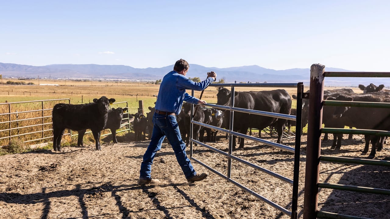 Cows In A Ranch Livestock producers face health threats from ticks
