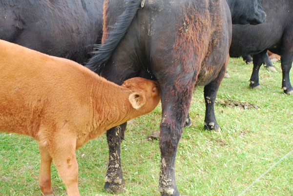 Another near-record year predicted for cow-calf producers in 2015 Another near-record year predicted for cow-calf producers in 2015