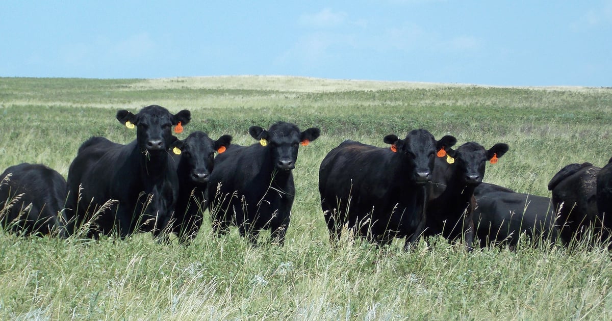 Proactive herd management a must during drought