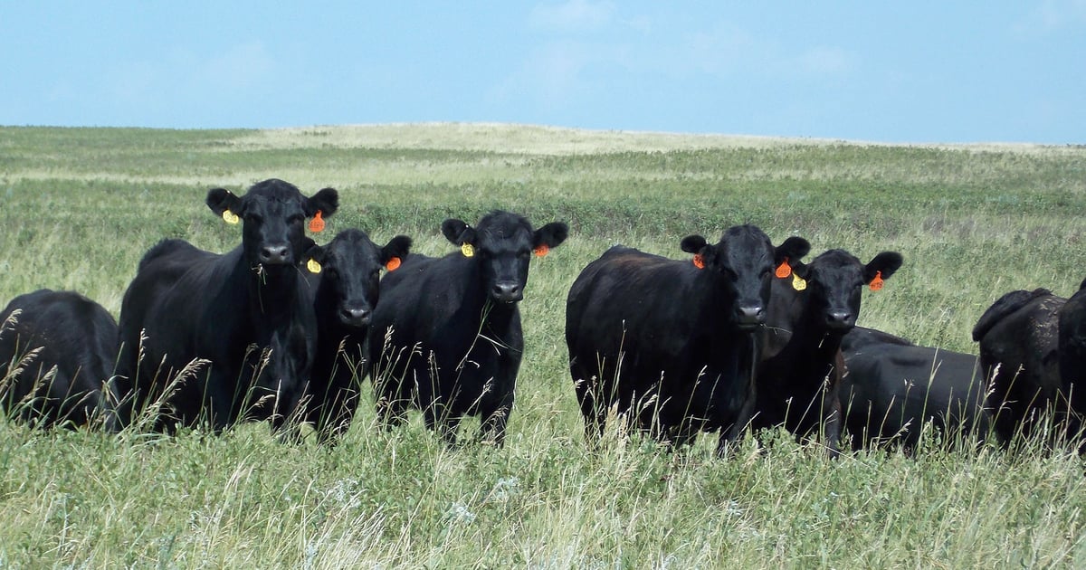 Proactive herd management a must during drought