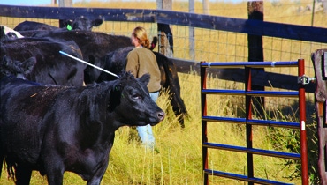 Planning before shipping cattle can save big dollars in reduced shrink Planning before shipping cattle can save big dollars in reduced shrink