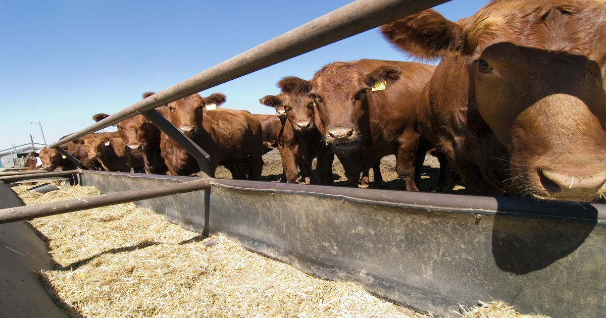 Grants seek to address liver abscess formation in cattle