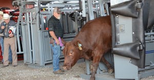 latest cattle chutes at HHD