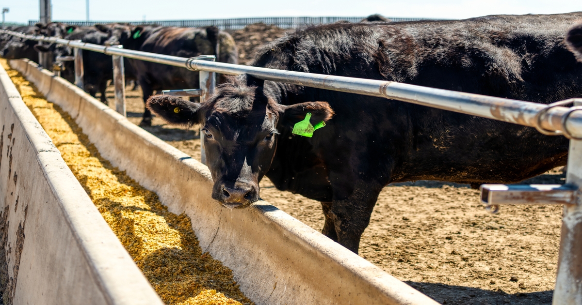 Strategy for increasing feed efficiency for cows