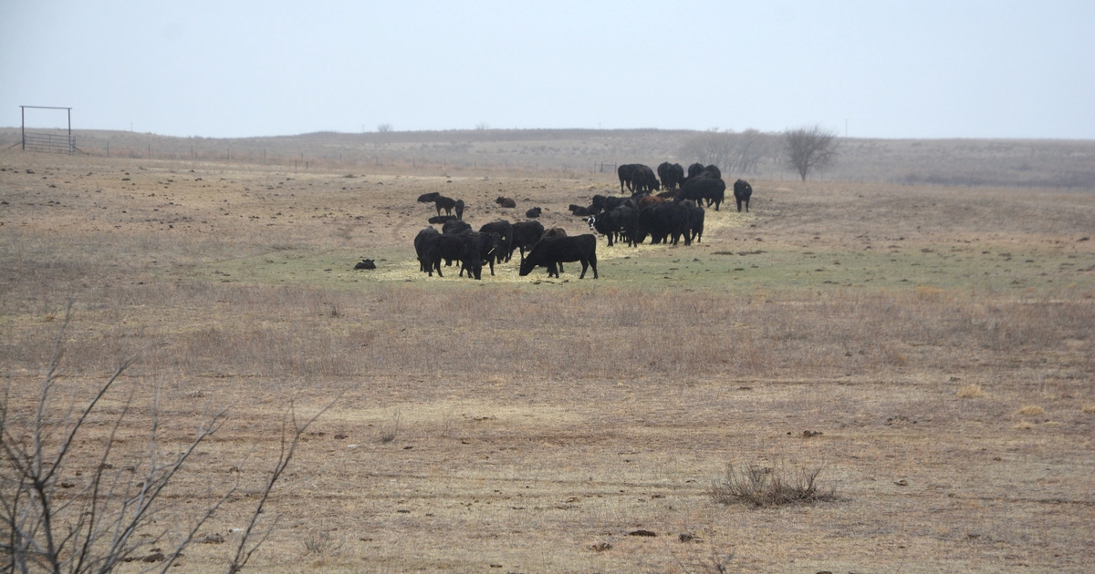 Cattle surviving wildfires need immediate care