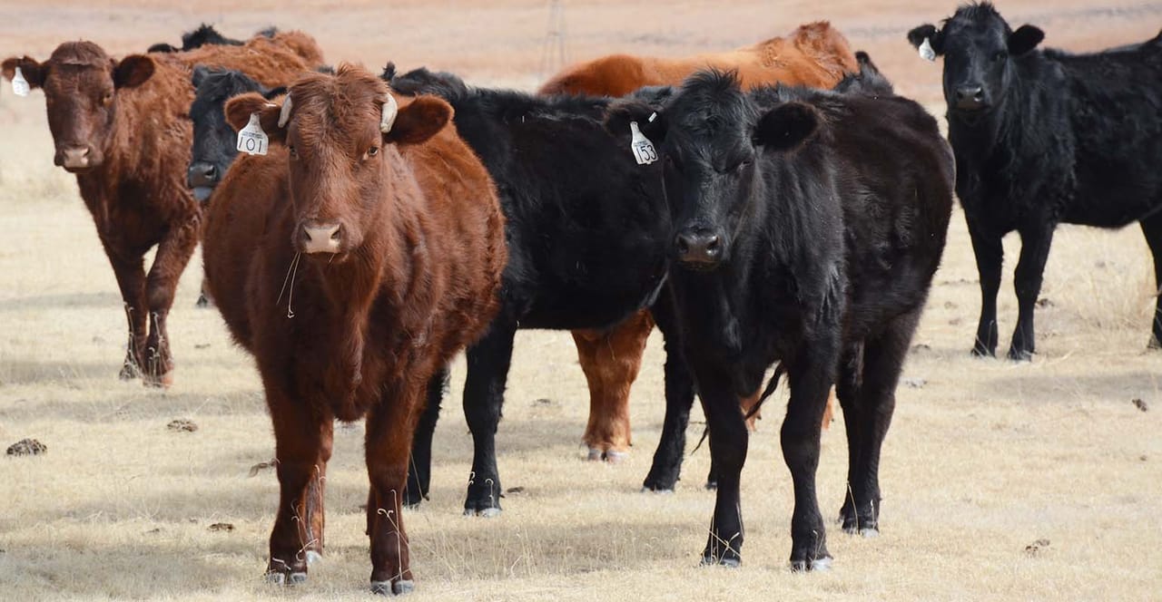 Yes, profitable ranching is possible. Here’s how