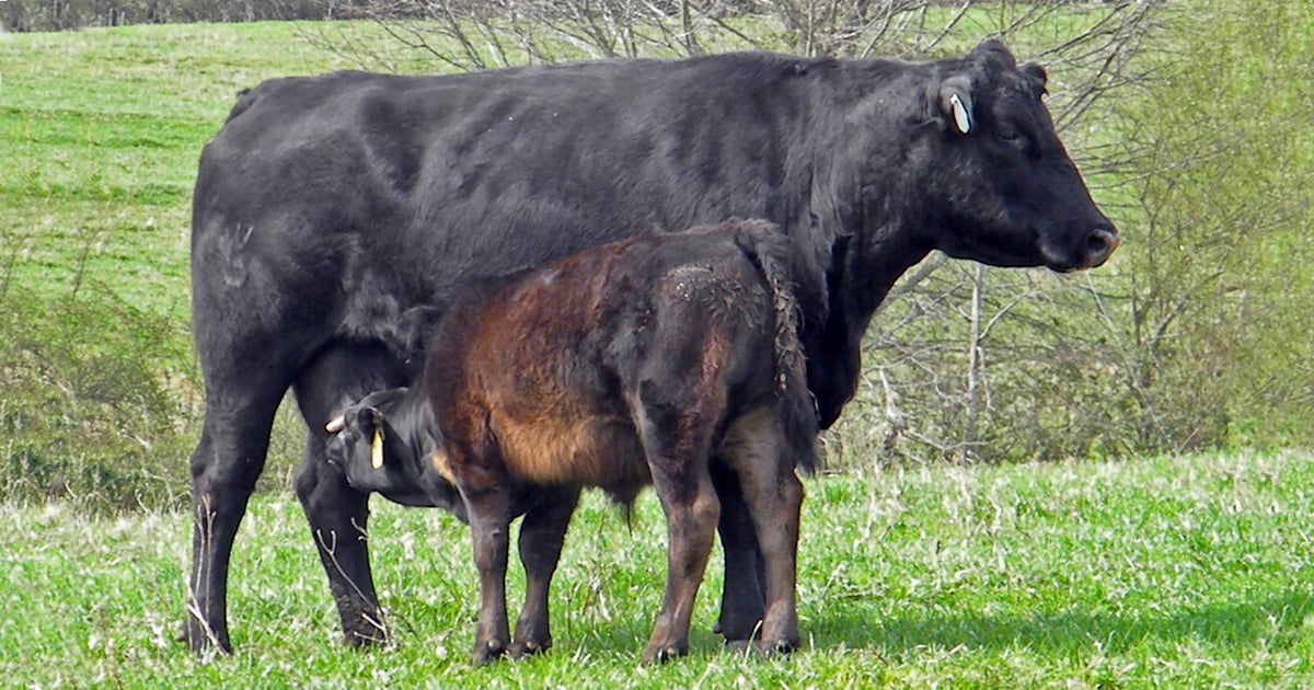 Magnesium in the rumen