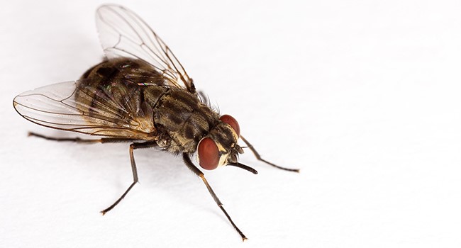 New sticky trap lures bloodsucking flies