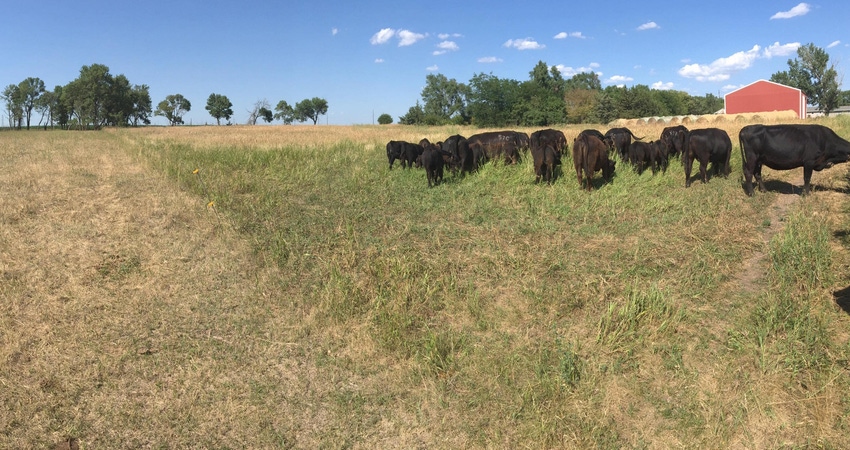 Flexible grazing: Are you ready to add yearlings to the mix?