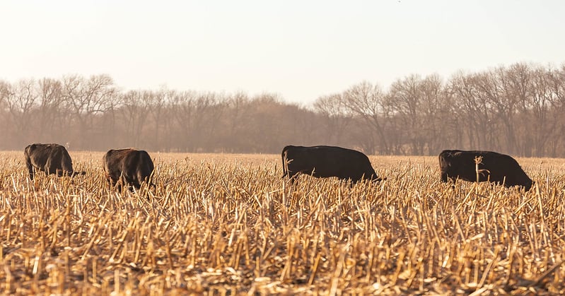 Feeding cattle in a drought