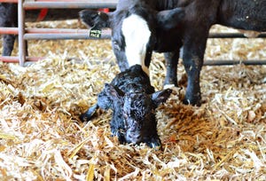 Here’s your homework assignment for calving season