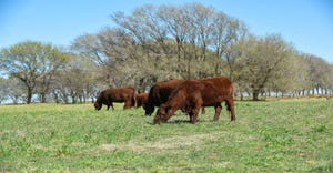 3-31-22 heifers on pasture_1.jpg