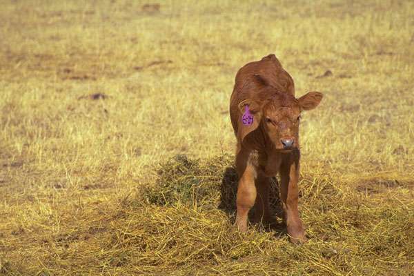 Calving Tips For Diagnosing And Treating Coccidiosis In Calves