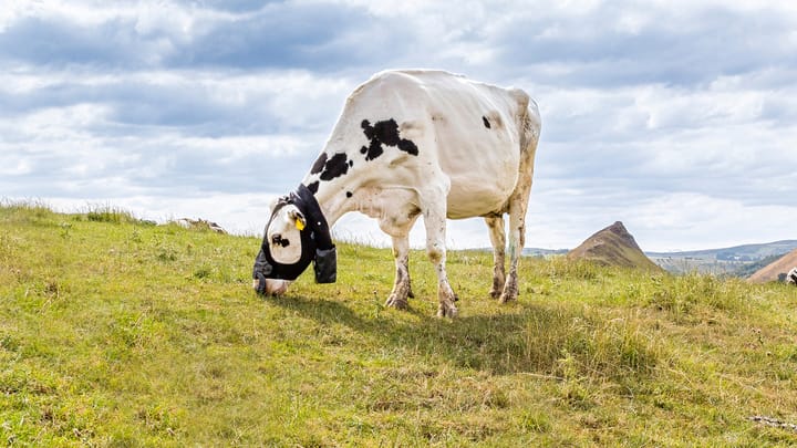 ZELP launches wearable device to measure livestock emissions