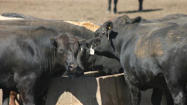 Cattle On Feed Higher Again