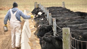  farmer feeding cattle at feeder