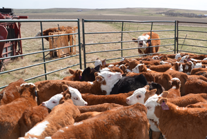 What’s ahead the cattle markets in 2018?
