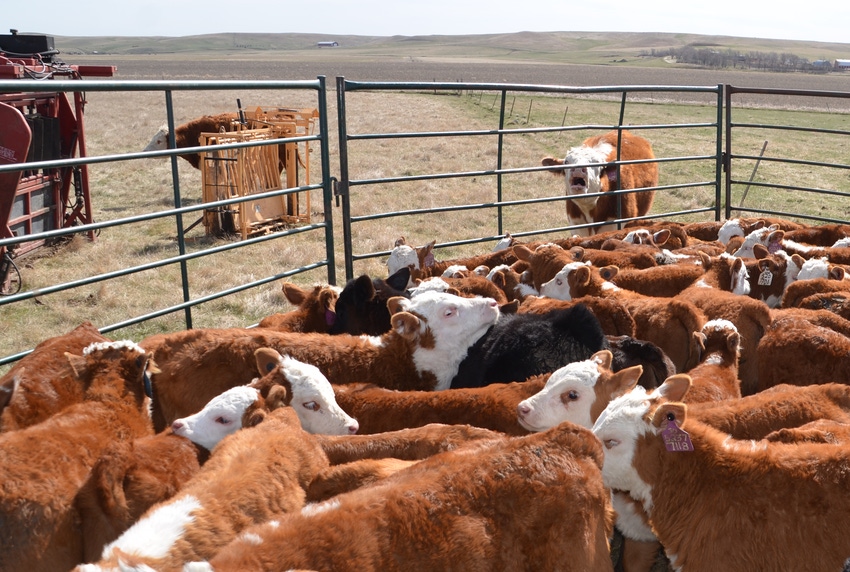 Start your weaning process now with parasite management