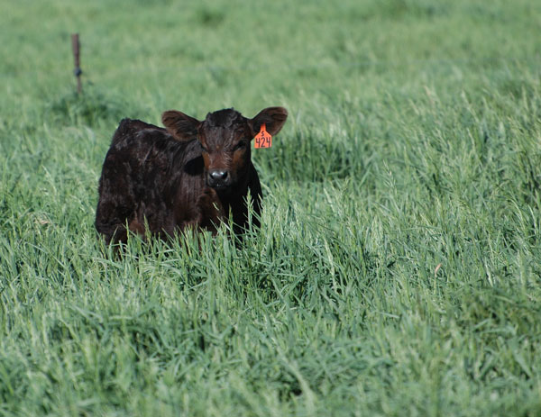 Calf Prices Meet Resistance