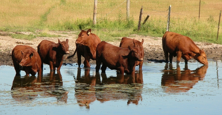 Regulating cattle body temperature during times of heat or cold stress