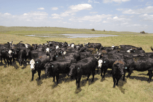 Quality, preconditioned feeder cattle corral at top of market