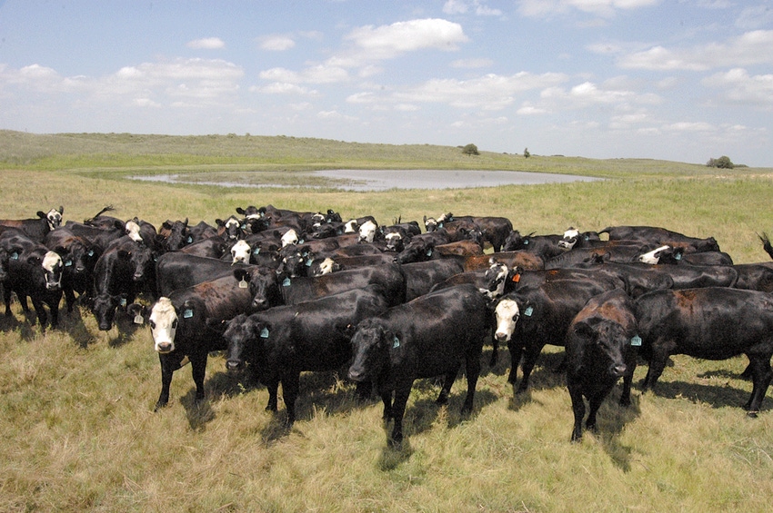 Quality, preconditioned feeder cattle corral at top of market Quality, preconditioned feeder cattle corral at top of market