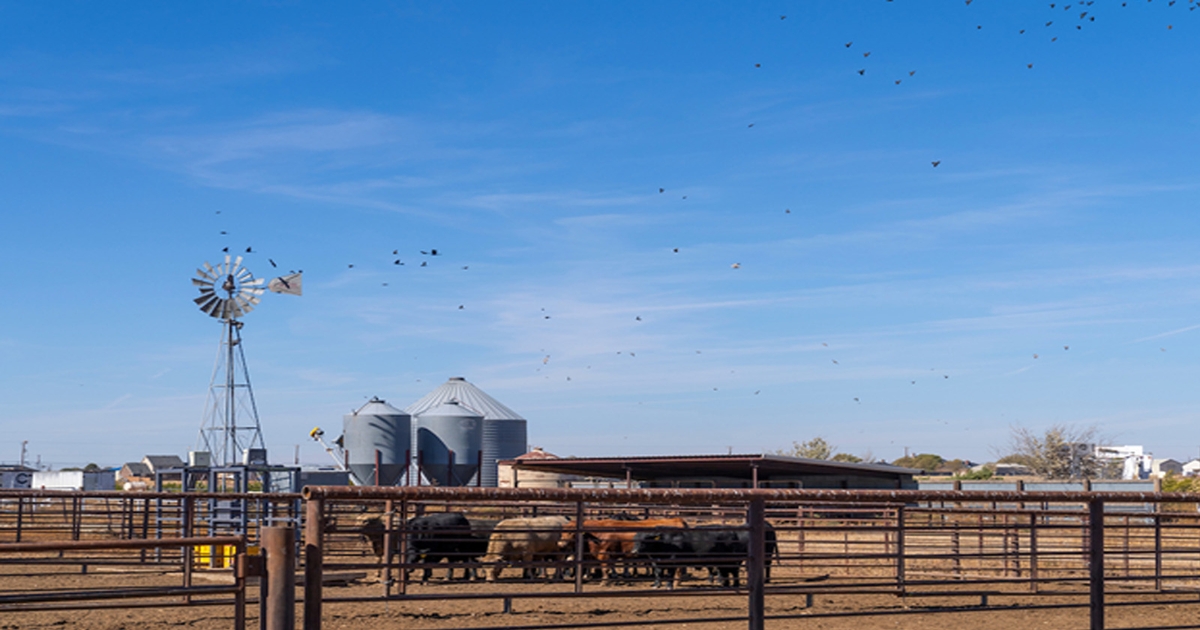 Cattle markets plunge on false New World screwworm rumors