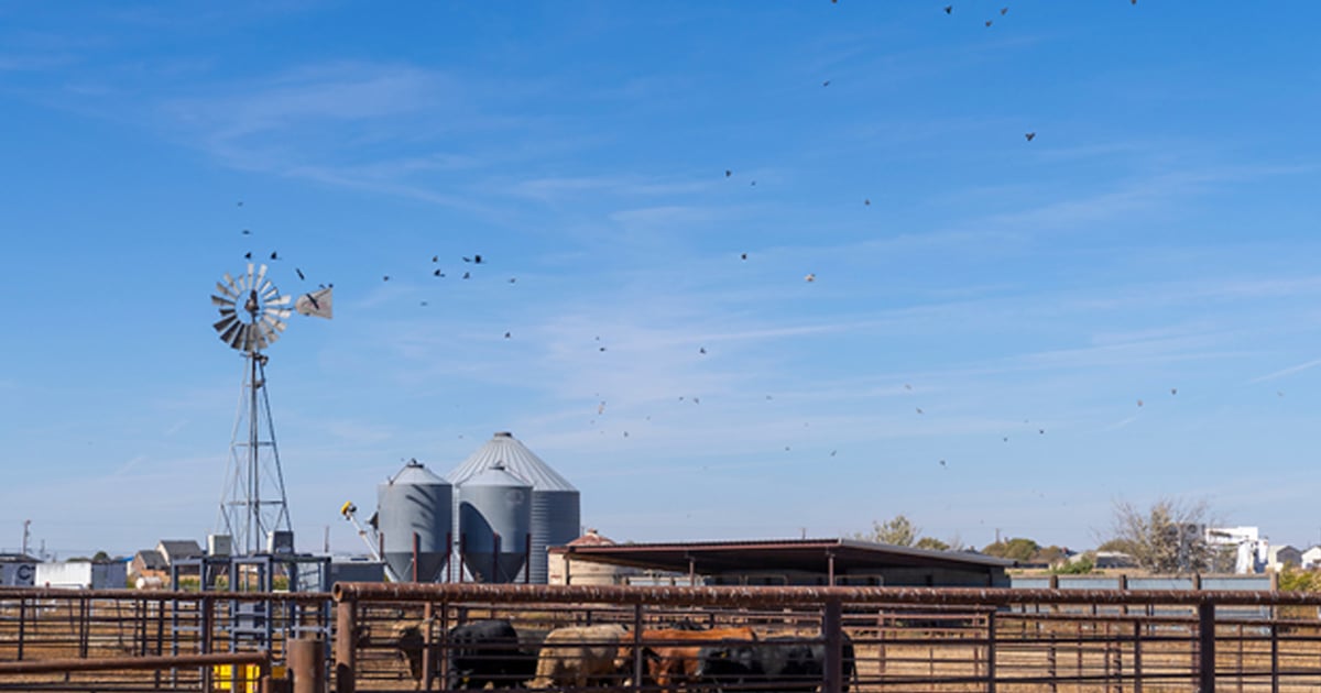 Cattle markets plunge on false New World screwworm rumors