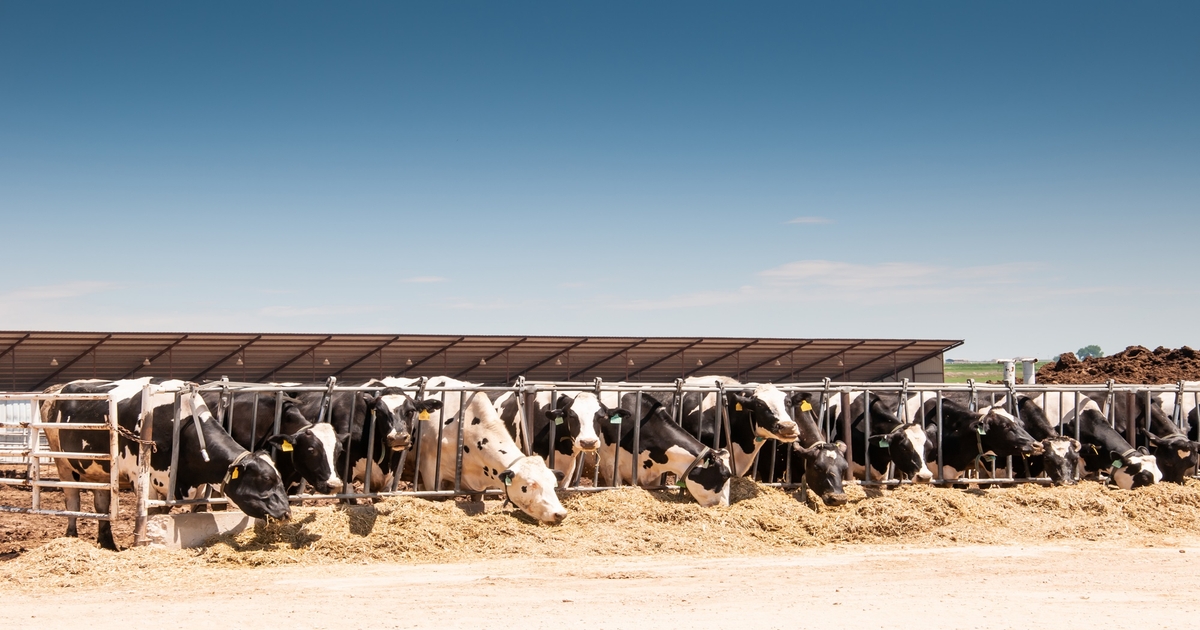Vilsack authorizes first field trial for H5N1 cattle vaccine