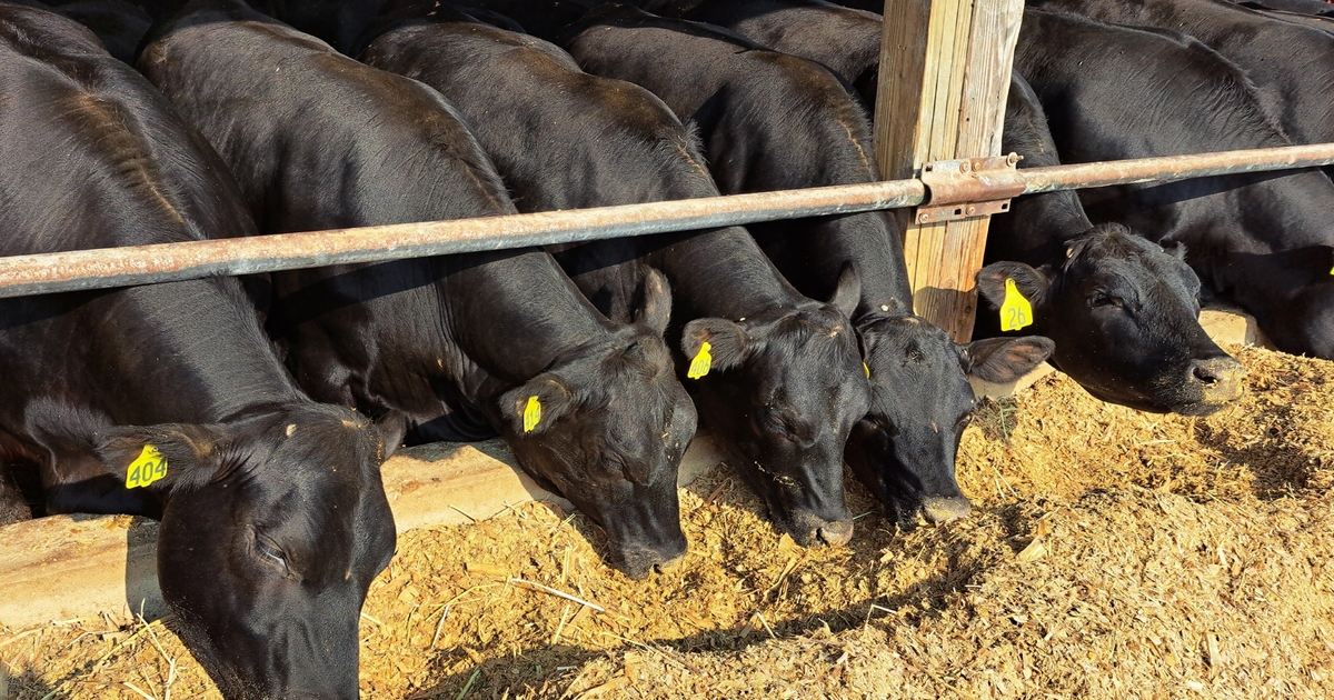 More price data on beef-on-dairy crossbreds now available