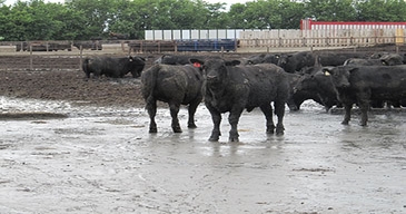 Post-storm strategies for feedlot cattle producers