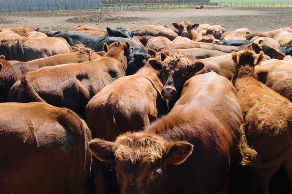 U.S. Roundtable for Sustainable Beef launches industry goals U.S. Roundtable for Sustainable Beef launches industry goals