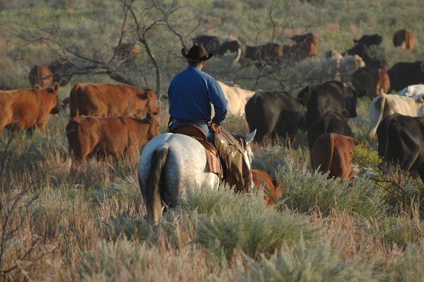 Moving cattle