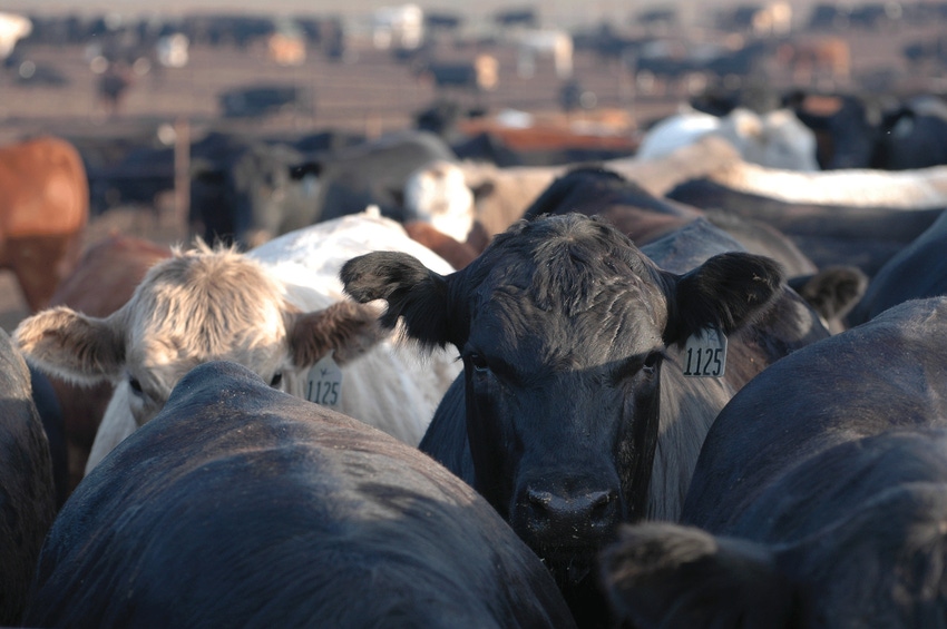 When it comes to traceability, time is money — and animal welfare When it comes to traceability, time is money — and animal welfare