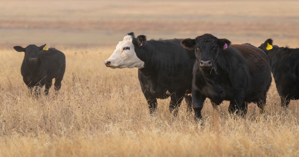 Researchers investigate adaptive grazing management on CRP lands