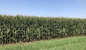 8.06 corn-field.jpeg
