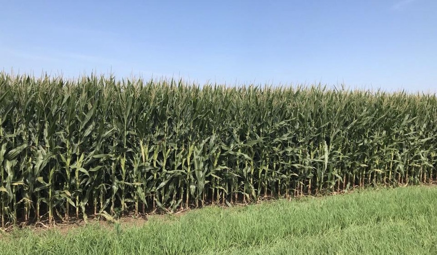 8.06 corn-field.jpeg