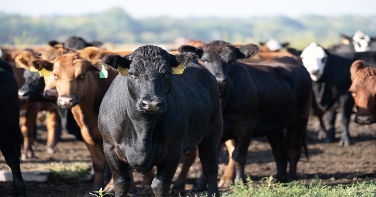 CB3 team launches to explore beef’s impact on brain health