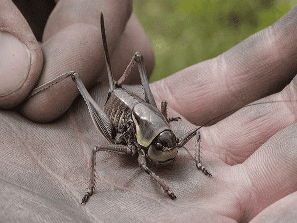 how to control grasshoppers