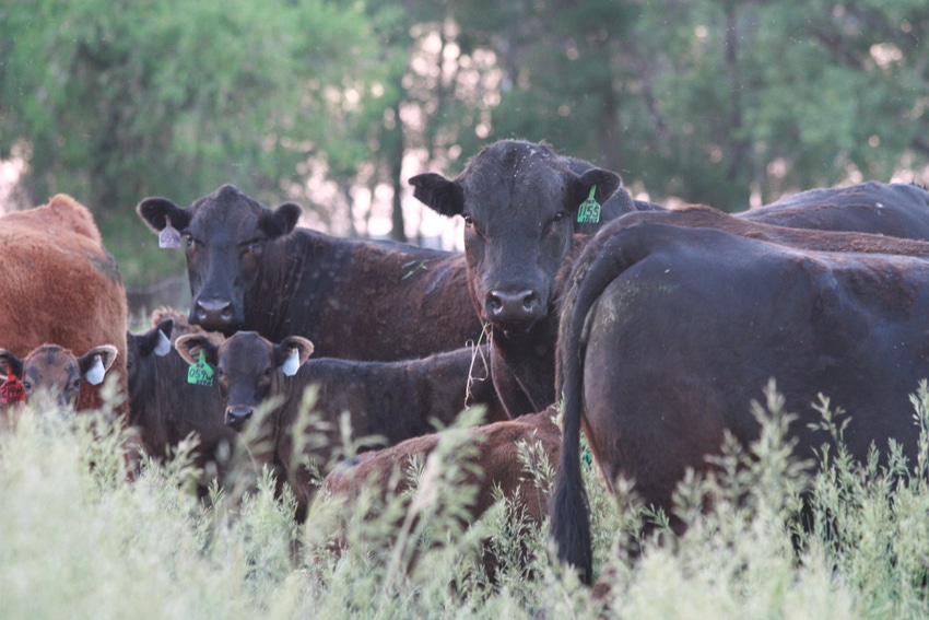 3 key principles for summer grazing management