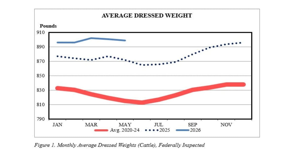 How big will cattle get this year?