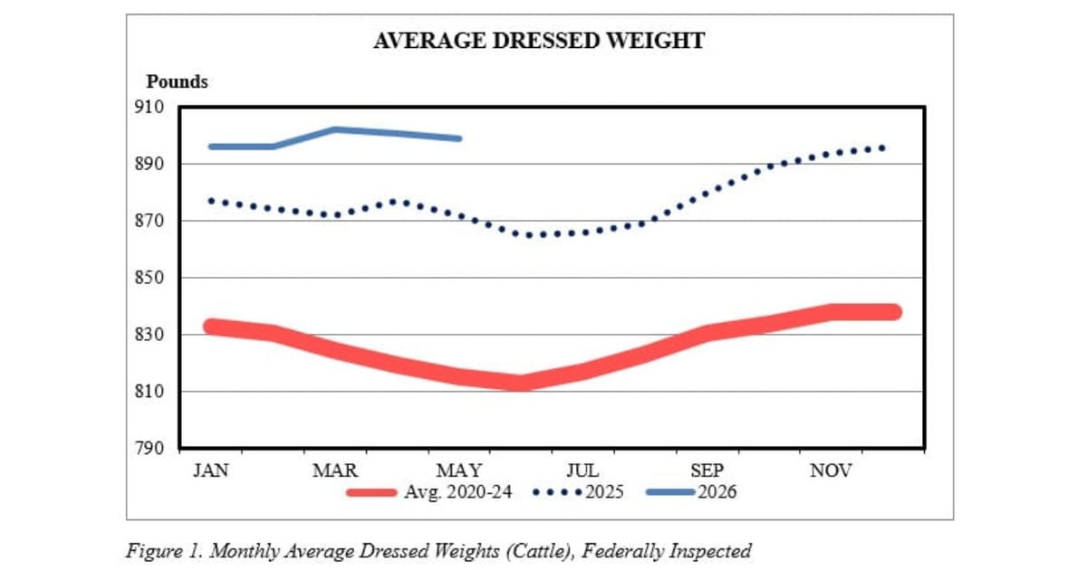 How big will cattle get this year?