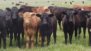 Forage availability impact on calf marketing decisions