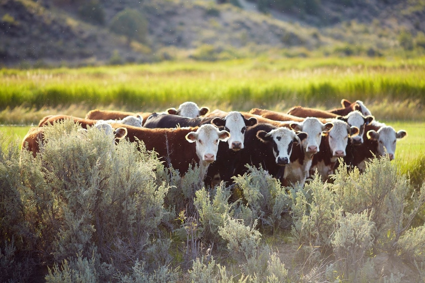 10-29-20 beef cattle 2_1.jpg 10-29-20 beef cattle 2_1.jpg