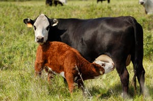 Sustainability and genetic selection’s tremendous untapped potential