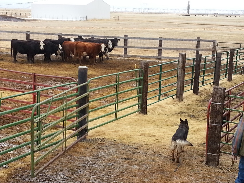 Wolf attacks have long-term impact on cowherd Wolf attacks have long-term impact on cowherd