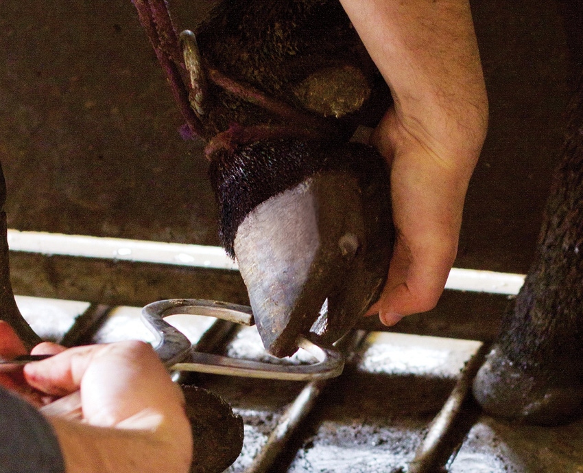 Toe abscesses need more attention Toe abscesses need more attention